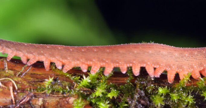 A Peripatus or velvet worm (Oroperipatus sp.) walks through frame.In the rainforest, Orellana province, Yasuni National Park in the Ecuadorian Amazon. 