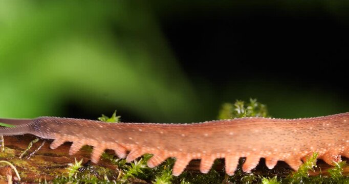 A Peripatus or velvet worm (Oroperipatus sp.) walks through frame.In the rainforest, Orellana province, Yasuni National Park in the Ecuadorian Amazon. 