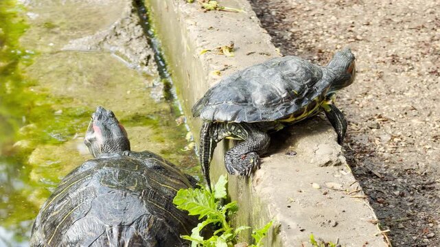 A turtle hoists its body onto the concrete edge of a walkway. Its sharp claws click and scratch against the stone over the faint hum of the spring park.