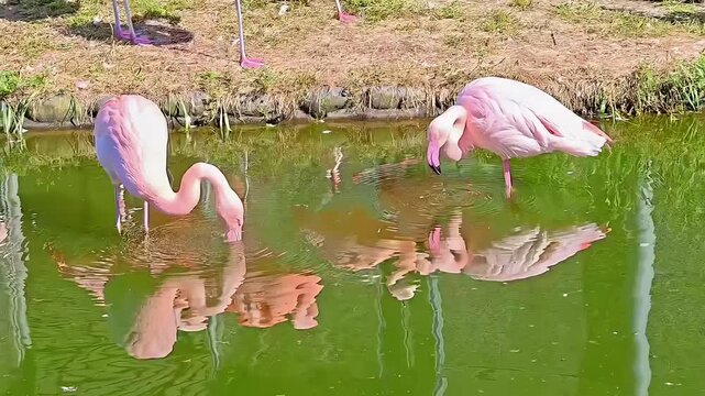 Pair of Pink flamingos drinking in the lagoon water, Tropical Bird, Zoo Avian Wildlife, Safari Wilderness, Feather Animal