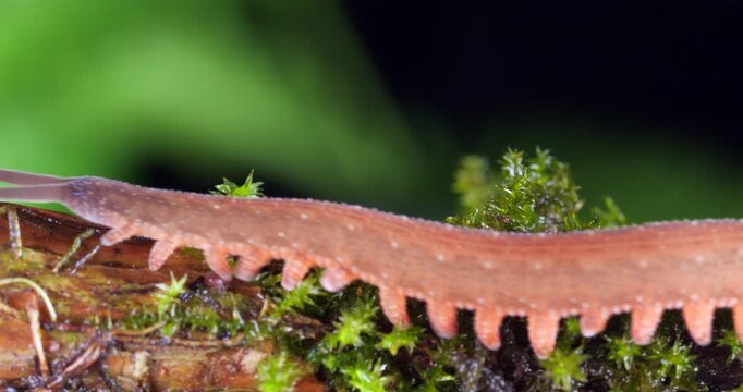 A Peripatus or velvet worm (Oroperipatus sp.) walks through frame.In the rainforest, Orellana province, Yasuni National Park in the Ecuadorian Amazon. 