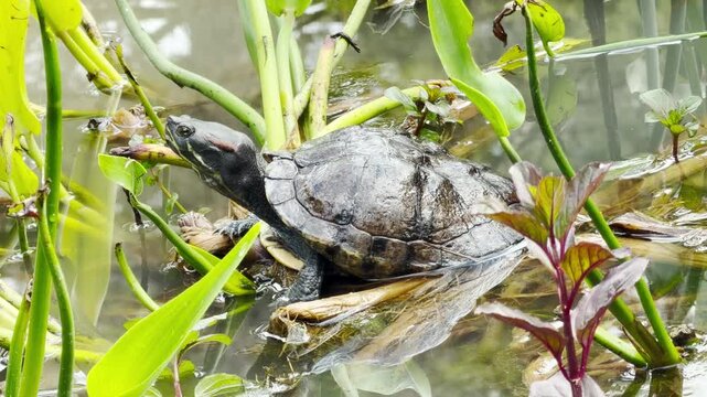 A single red-eared slider turtle pulls itself onto tangled aquatic plant stalks. Its slow climbing movement is accompanied by the relaxing sound of running water and birds singing.