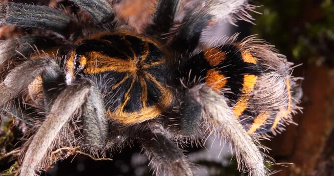 Zebra tarantula (Hapalopus zebra), In rainforest, Yasuni National Park, Orellana province, the Ecuadorian Amazon.