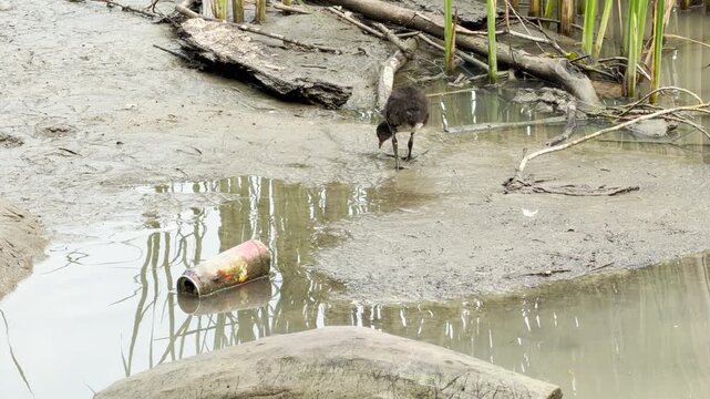 A young moorhen chick walks along a muddy shore next to an empty aluminum can. Its foraging footsteps blend with the ambient chatter and bird songs of a busy spring city park.