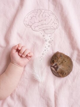 Baby Hand Next to Wild Rodent with Viral Brain Outline &ndash; Soft Flat Lay