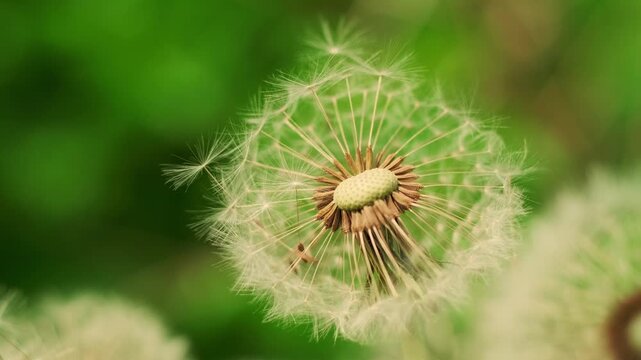 Dandelion clocks swaying in a garden. Fluffy seeds of a weed plant during springtime. Beautiful wildflower macro view for nature study and botanical background.