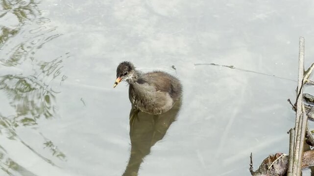 A young moorhen chick steps forward on a concrete ledge next to the water. Its slow movements are surrounded by the distant background chatter and bird songs of a busy spring park.