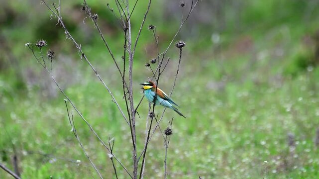 a vibrant european bee-eater perched on a dry branch and catching a buzzing insect against a  soft green bokeh in a natural wildlife environment