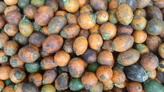 Closeup video of Areca nut or Betel nut from india.