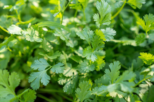 Fresh green herb leaves closeup, natural garden plant texture with soft light and lush growth
