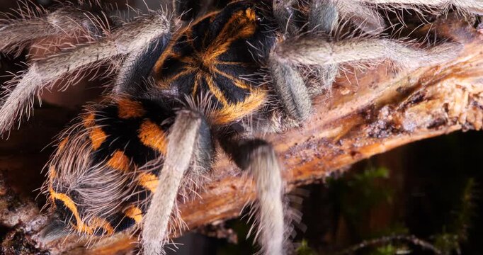 Zebra tarantula (Hapalopus zebra), In rainforest, Yasuni National Park, Orellana province, the Ecuadorian Amazon.
