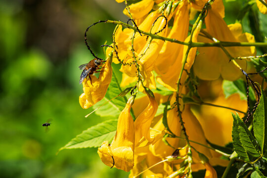 A large, fuzzy carpenter bee feeding on bright yellow blossoms (Yellow Trumpetbush or Tecoma stans) against a backdrop of lush green leaves.