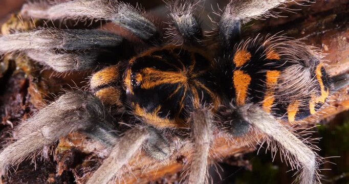 Zebra tarantula (Hapalopus zebra), In rainforest, Yasuni National Park, Orellana province, the Ecuadorian Amazon.