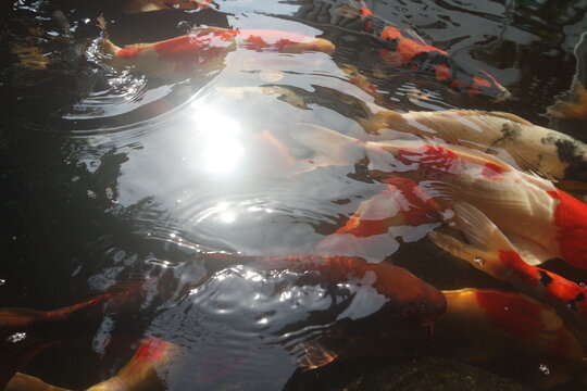 Bright koi fish in a pond or lake. Many koi fish in clear water near the shore. Colorful fish swim in an artificial pond, top view. Multicolored carp. Nature