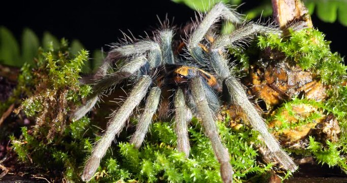 Zebra tarantula (Hapalopus zebra), In rainforest, Yasuni National Park, Orellana province, the Ecuadorian Amazon.