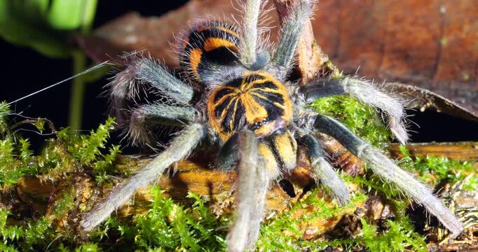 Zebra tarantula (Hapalopus zebra), In rainforest, Yasuni National Park, Orellana province, the Ecuadorian Amazon.
