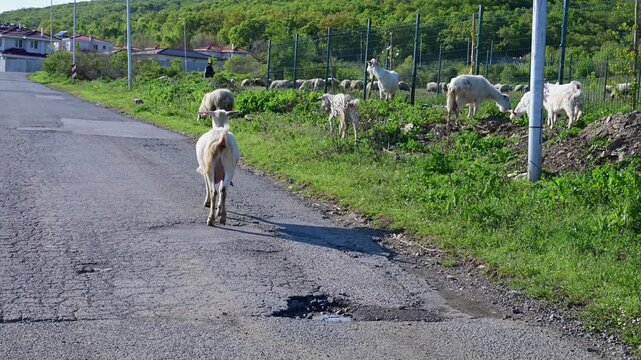 A white goat drinks water from a puddle in an asphalt road pothole before walking off to join a herd grazing on the grassy roadside.