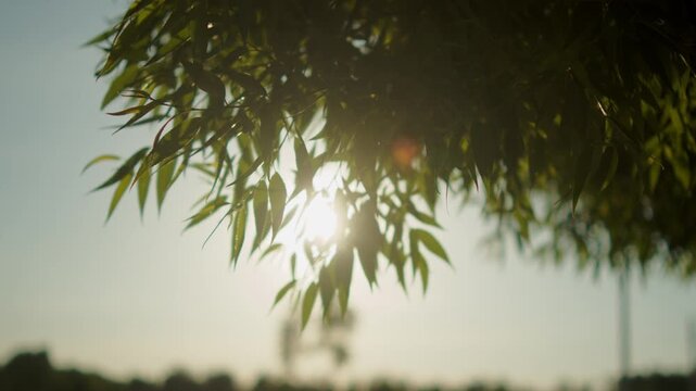 Bright sunbeams shining through the green leaves of a tree, beautiful summer sunset. Cinematic lens flare and golden sunlight piercing through fresh trees outdoors. 
