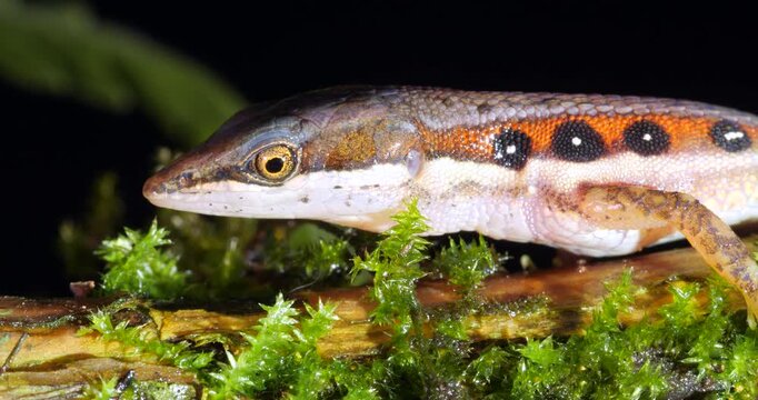 White-striped Eyed Lizard (Cercosaura oushaugnesseyi). On the rainforest floor protruding its tongue, Yasuni National Park, Orellana province, the Ecuadorian Amazon.