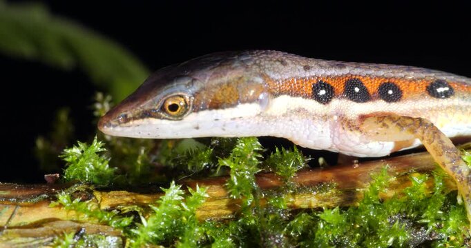 White-striped Eyed Lizard (Cercosaura oushaugnesseyi). On the rainforest floor protruding its tongue, Yasuni National Park, Orellana province, the Ecuadorian Amazon.