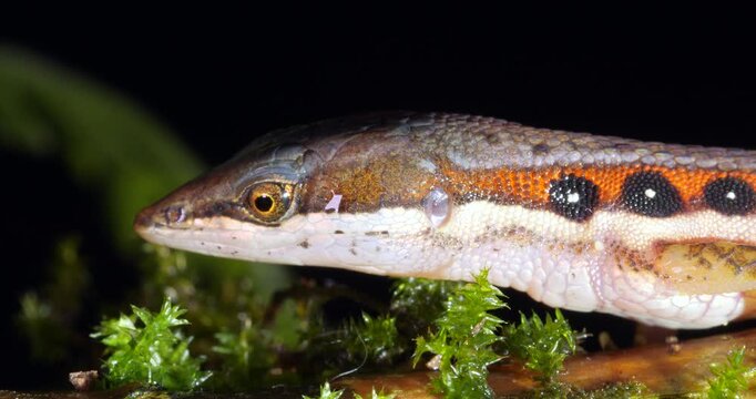 White-striped Eyed Lizard (Cercosaura oushaugnesseyi). On the rainforest floor protruding its tongue, Yasuni National Park, Orellana province, the Ecuadorian Amazon.