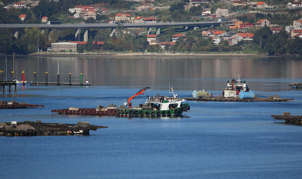 Bateas en la r&iacute;a de Vigo, Pontevedra, Galicia, Espa&ntilde;a