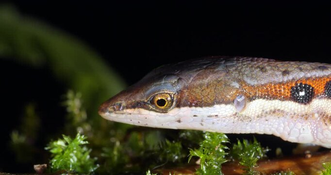 White-striped Eyed Lizard (Cercosaura oushaugnesseyi). On the rainforest floor protruding its tongue, Yasuni National Park, Orellana province, the Ecuadorian Amazon.