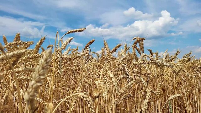 Golden wheat field under blue cloudy sky