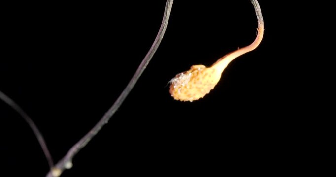 Fruiting body of a Cordyceps fungus (Ophiocordyceps curculionum) growing out of the body of a weevil. Chains of spores are being released which will float away in the wind and infect another weevil. 
