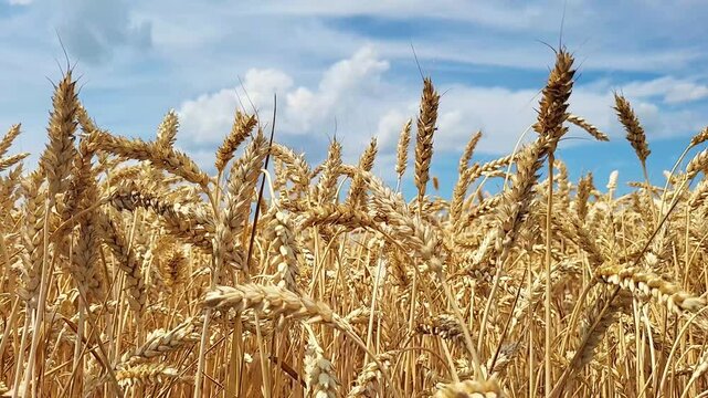 Ripe wheat ears swaying in field