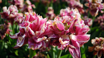 Fototapeta premium Bright red, white, and pink double-flowered tulips bloom beautifully in a lush flower bed, showcasing the colors of spring. Pink tulips with white fringes.