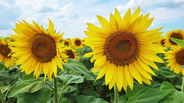 Sunflowers swaying in summer field