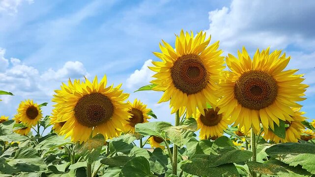 Sunflower field with cinematic pan shot