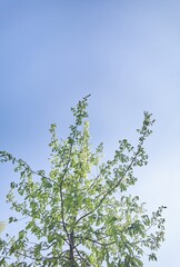 Fototapeta premium Oak Branches Reaching Upward Toward Clear Blue Sky In Bright Daylight With Fresh Green Leaves Backlit By Sun In Open Outdoor Setting.