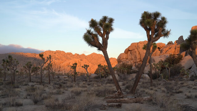 A travel to joshua tree national park at 
california state of usa. Beautiful 
tourist photo with nature landscape from america.
Thorns conifers plants at mojave desert at sunset.