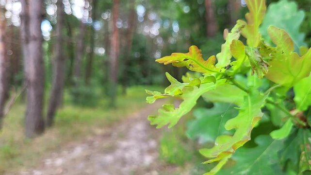 Green oak leaves in blurred forest