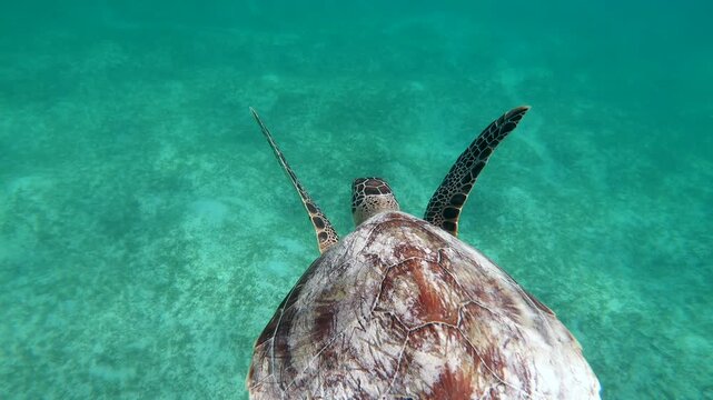 Green sea turtle (Chelonia mydas), marine reptile swimming underwater on corals in shallow waters of Marsa Alam, Red Sea, Egypt