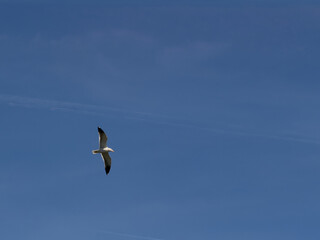 Fototapeta premium seagull in flight against a vast blue sky