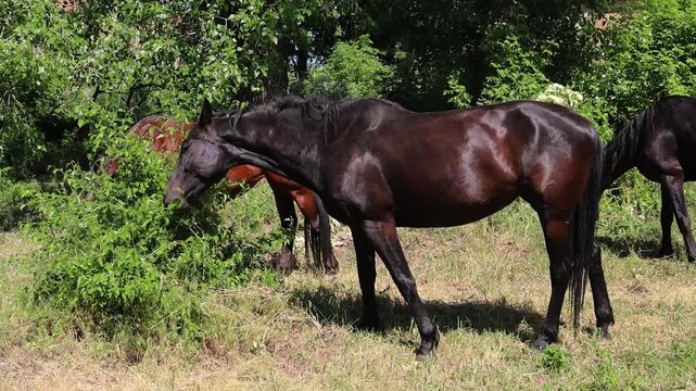 Horses grazing in sunny countryside