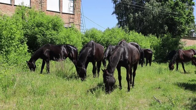 Horse herd eating grass in meadow
