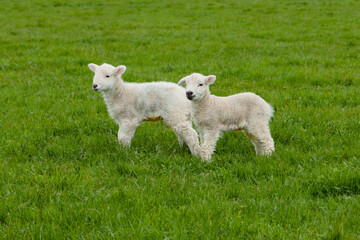Obraz premium Two fluffy lambs in a grassy pasture representing springtime farming and rural agriculture.