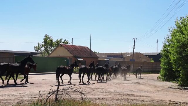 Horse herd running on rural road
