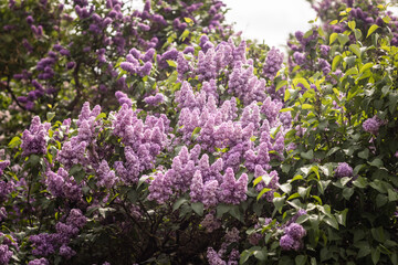 Obraz premium beautiful lilac branches on a summer day in the lilac garden 