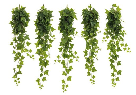Green ivy plant hanging vertically in a natural cascade isolated on white background