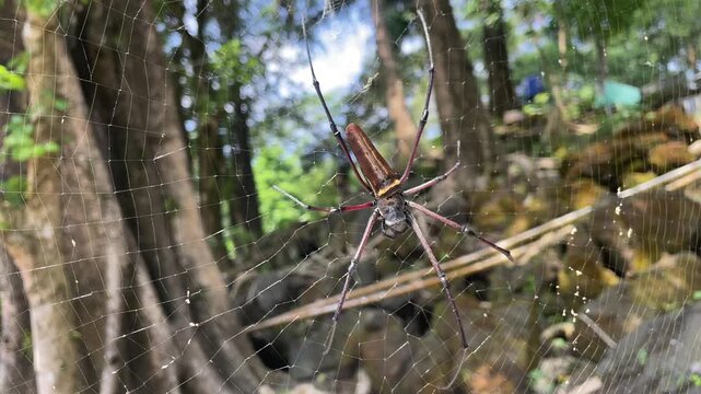 spider on the web