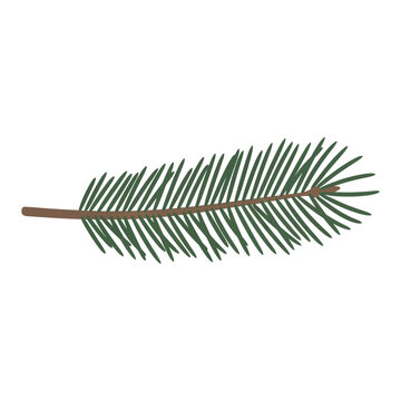 Close up of a green pine branch with needles on a white background