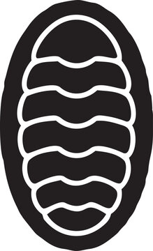 Black and white vector illustration of a chiton shell simple outline design for marine biology or educational purposes isolated on white