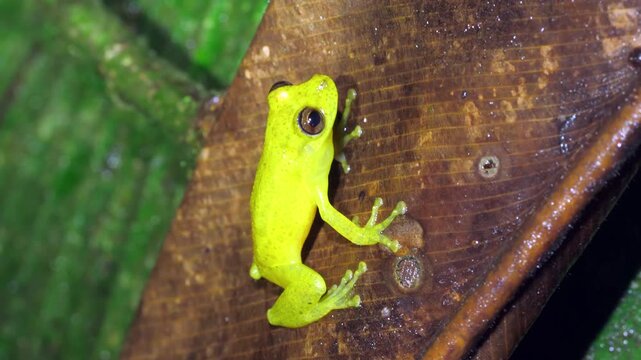 Manaus Snouted Treefrog (Scinax cruentommus), Male vocalizing. In Yasuni National Park, Orellana province, Ecuador