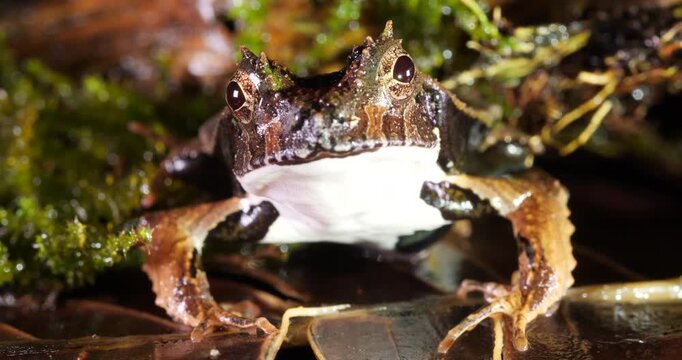 Perez's Snouted Frog (Edalorhina perezi). Close up of head. In rainforest, Yasuni National Park, Orellana province, the Ecuadorian Amazon.
