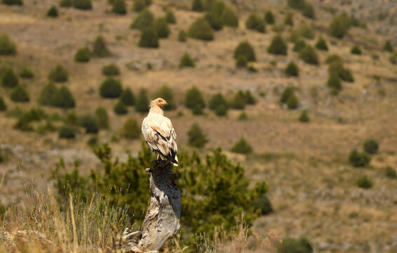 alimoche adulto en la sierra soriana